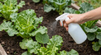 Can Animal Repellents Really Protect Your Garden? Experts Weigh In